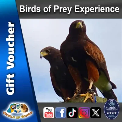 World of Wings Gift Voucher Sq Thumb - Birds of Prey Experience