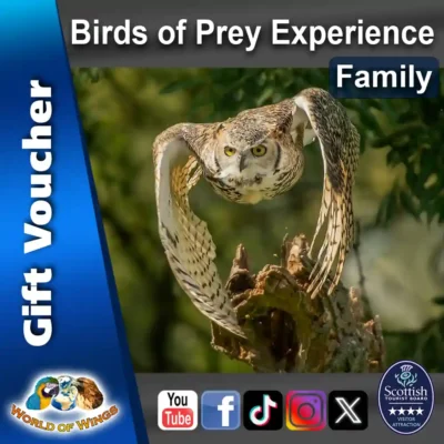 World of Wings Gift Voucher Sq Thumb - Family Birds of Prey Experience