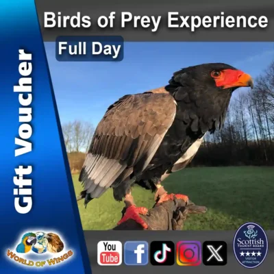World of Wings Gift Voucher Sq Thumb - Full Day Birds of Prey Experience