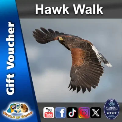 World of Wings Gift Voucher Sq Thumb - Hawk Walk