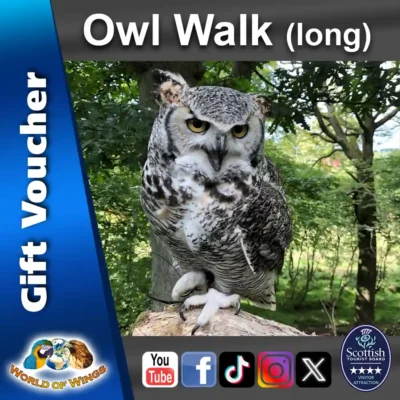 World of Wings Gift Voucher Sq Thumb - Owl Walk (long)