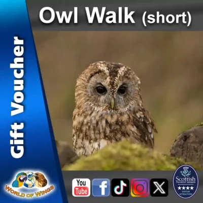 World of Wings Gift Voucher Sq Thumb - Owl Walk (short)