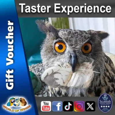 World of Wings Gift Voucher Sq Thumb - Taster Experience