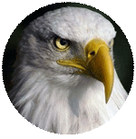 World of Wings Birds of Prey Glasgow Lanarkshire American Bals Eagle 200px Icon